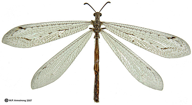 Antlion: All You Need to Know About These Intriguing Insects - What's That  Bug?