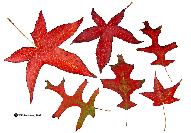 Discover 151+ leaves drawing with names - vietkidsiq.edu.vn