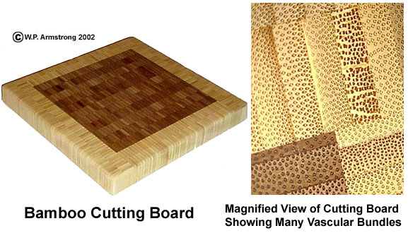 Bamboo  The Wood Database (Monocot)