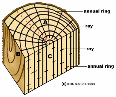 Wood 101 and more! | Treated Wood