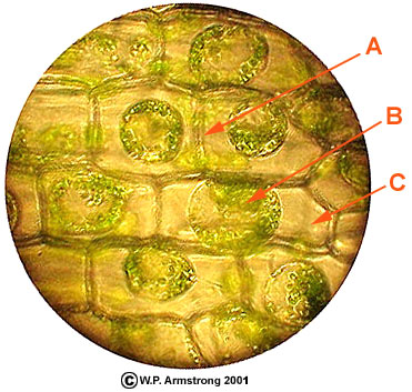 real plant cell under microscope labelled