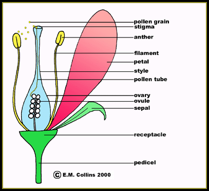 Flowering Plants