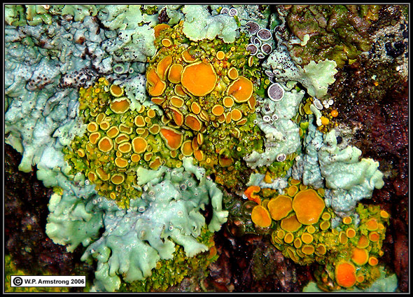 Foliose Lichen Photos