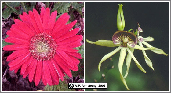 Flowering Plants