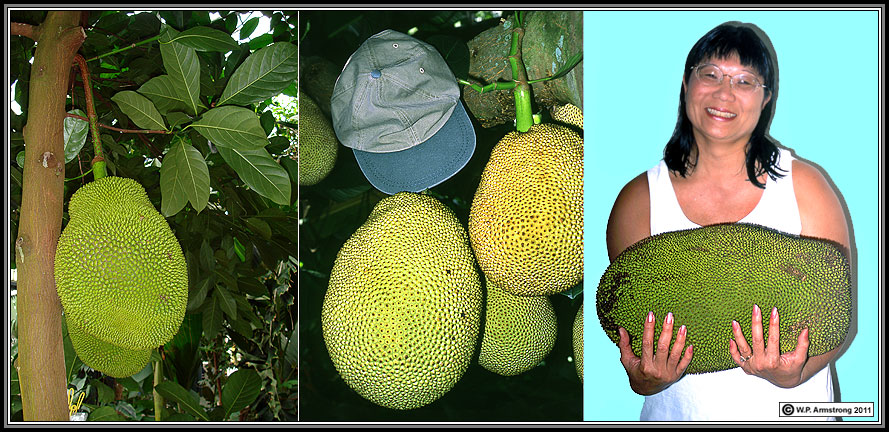 Eri Silk Fabric Jackfruit