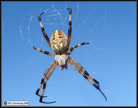 The Beauty and Benefits of San Diego Orb Weaver Spiders