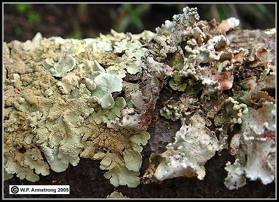 Foliose Lichen Photos