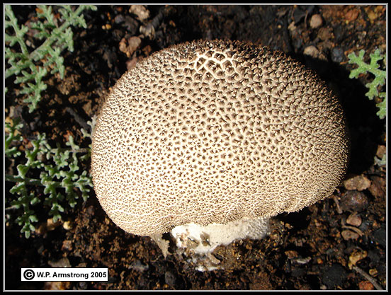 Puffball Images