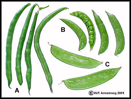 Legume Vegetables