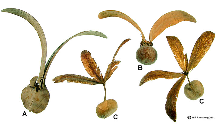 IV. Examples of Wind-Dispersed Seeds in Nature