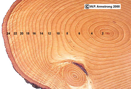 Cradle of Forestry - Heritage Site & Discovery Center - Tree rings tell the  story of their lifespan, and foresters of all ages can measure a tree's age  by counting the growth