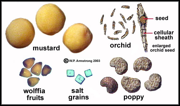 THE WORLD'S SMALLEST FRUIT