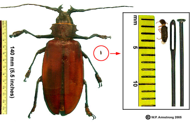 may beetle species name