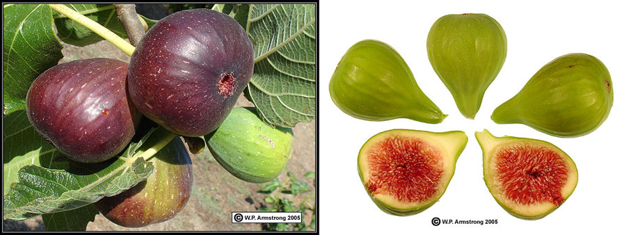 Figs Of The Holy Land
