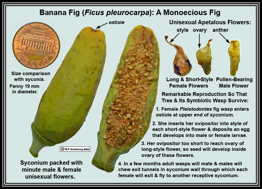 PalomarBananaFig