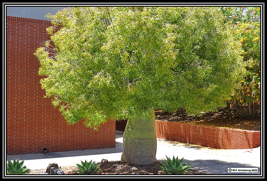 Brachychiton rupestris Queensland Bottle Tree