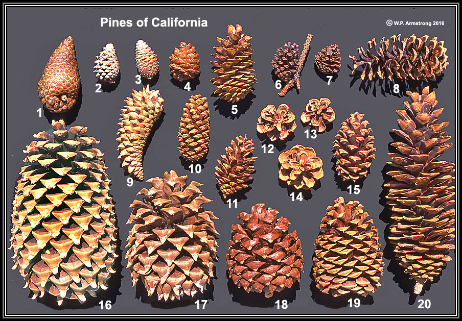 types of pine cones