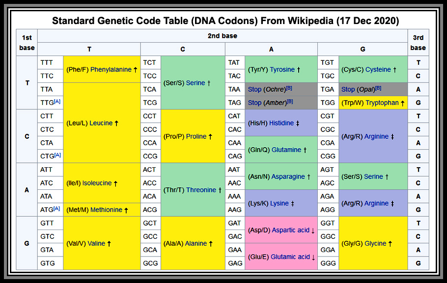 Codons Anticodons