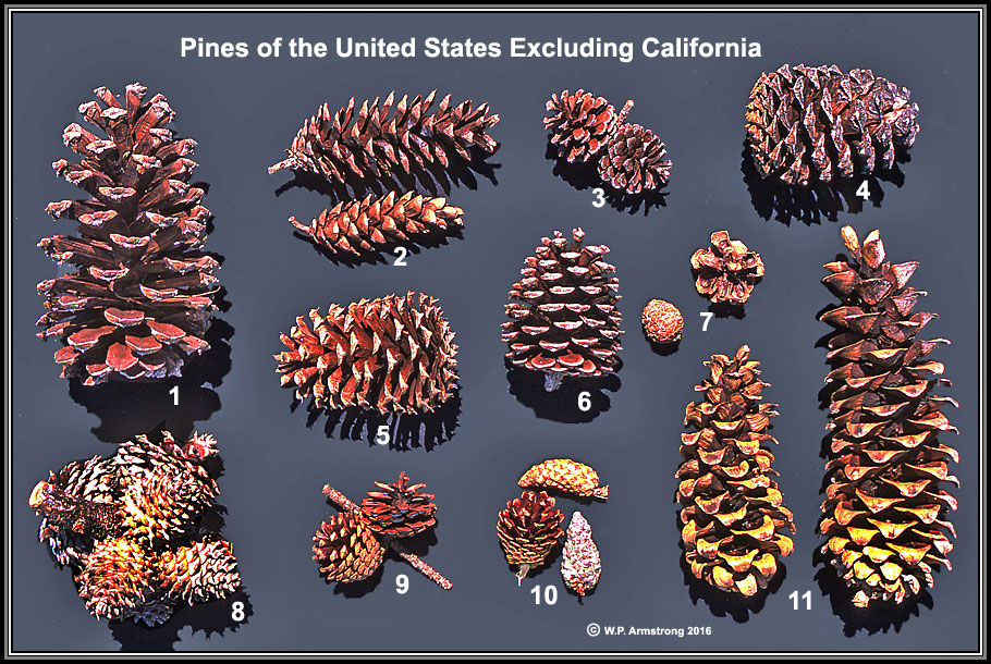 types of pine cones