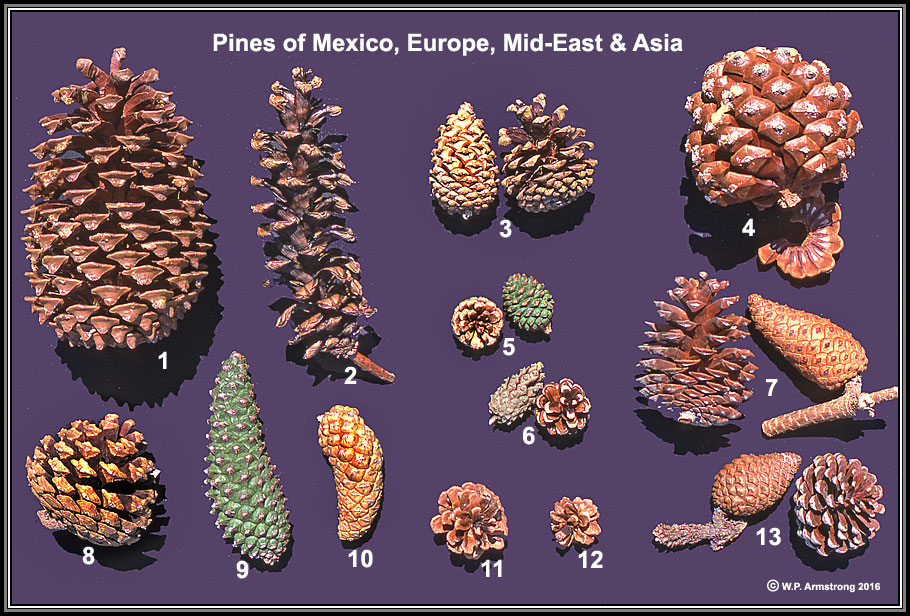 types of pine cones