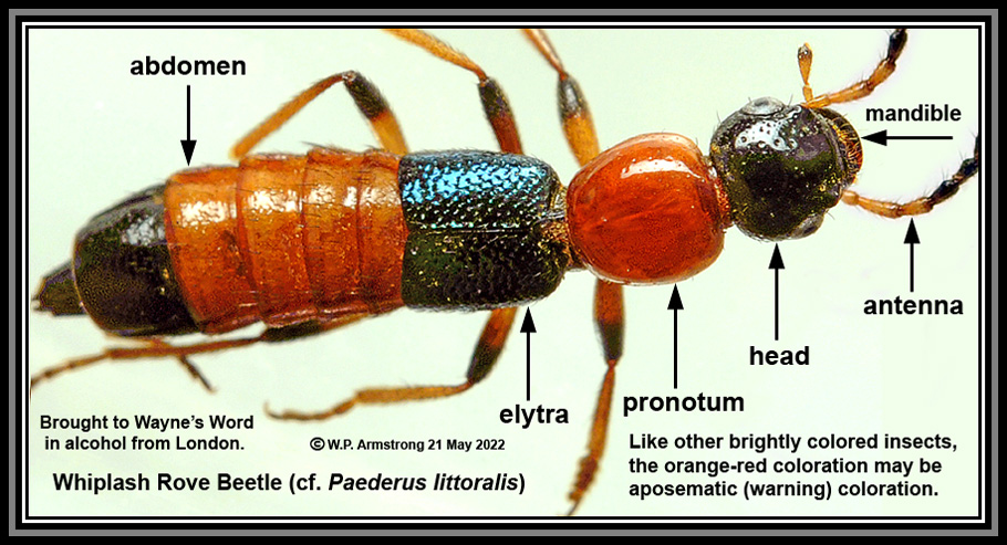 may beetle species name