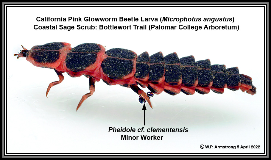 CaliforniaPinkGlowworm