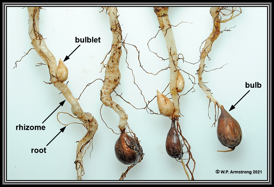 Image of Oxalis pes-caprae bulbs